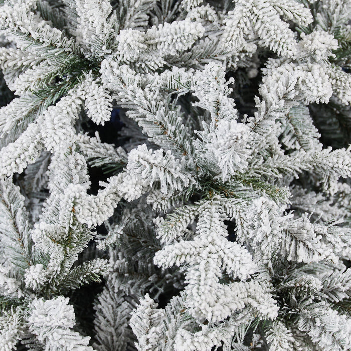 Abete Procera innevato H 210cm, 140cm