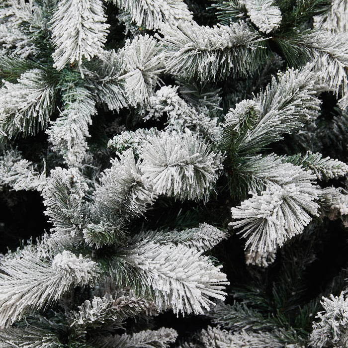 Abete Procera innevato H 270cm Default Title
